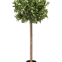 Laurus Nobilis