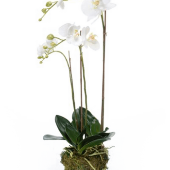 Phalaenopsis
