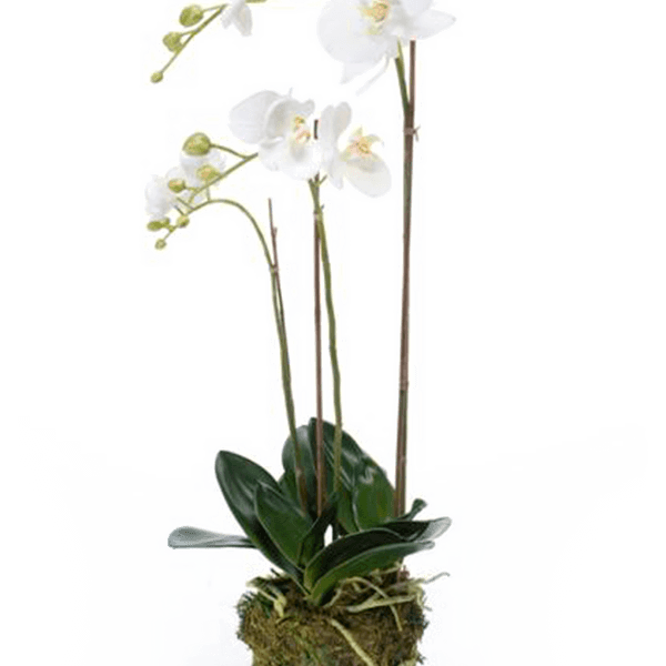 Phalaenopsis