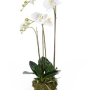 Phalaenopsis