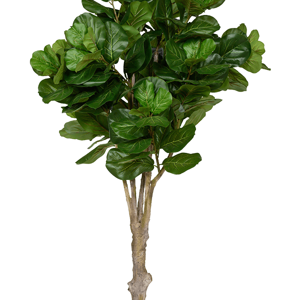 Ficus lyrata