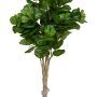 Ficus lyrata