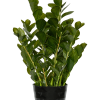 Zamioculcas