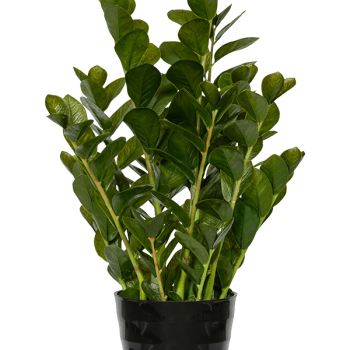 Zamioculcas