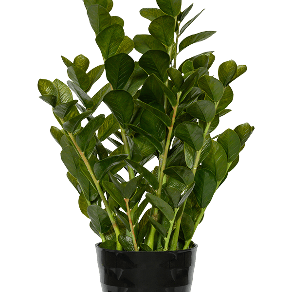 Zamioculcas