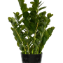 Zamioculcas