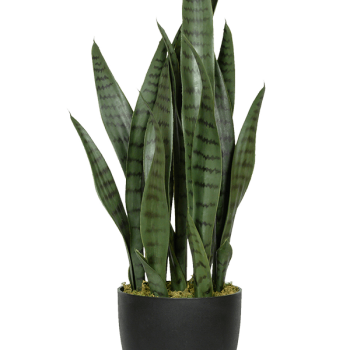 Sansevieria Sansevieria