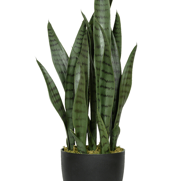 Sansevieria