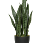 Sansevieria