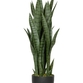 Sansevieria Sansevieria