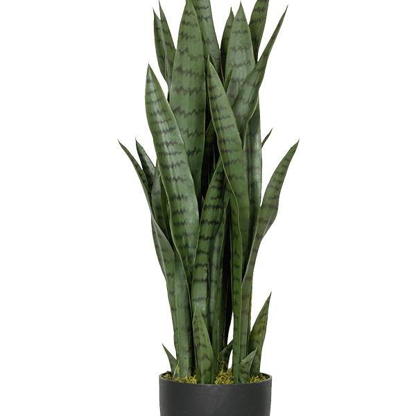 Sansevieria