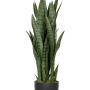 Sansevieria
