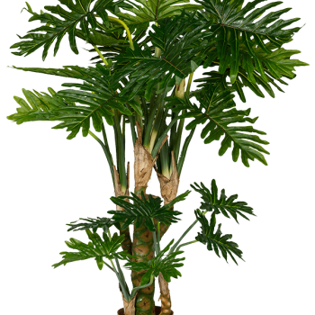 Filodendron