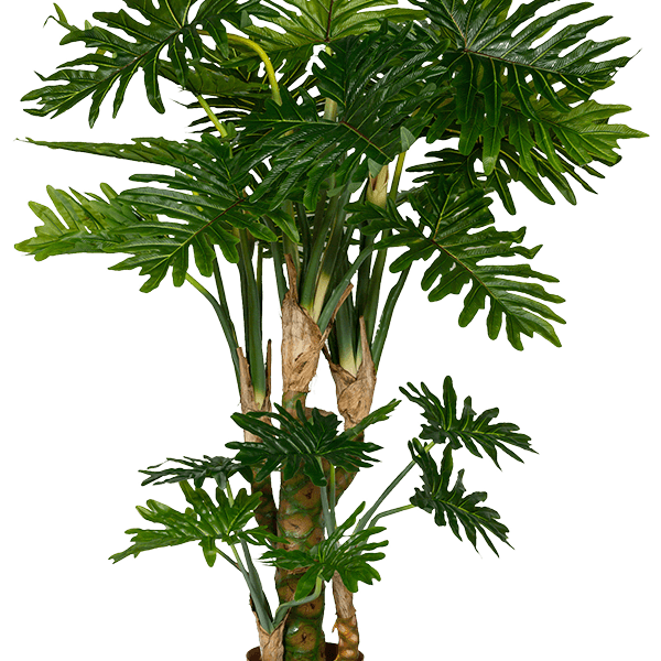 Filodendron