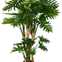 Filodendron
