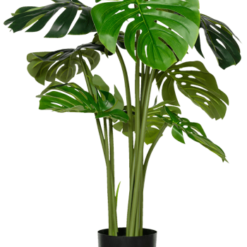 Monstera Monstera
