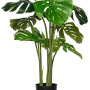 Monstera