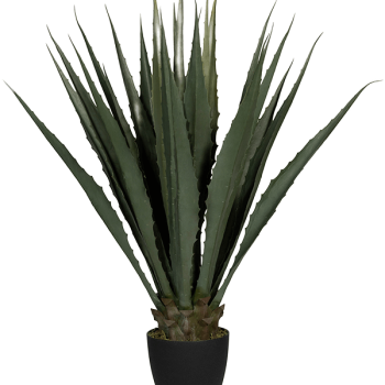 Agave Agave