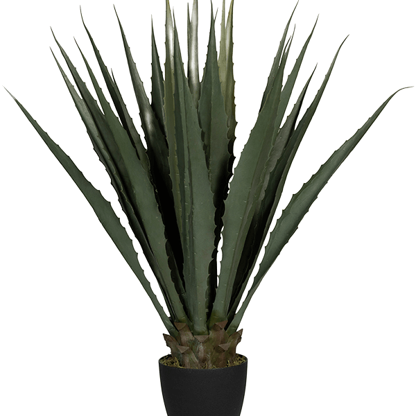 Agave