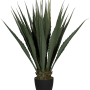 Agave