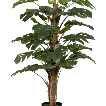 Monstera pertusum Monstera pertusum