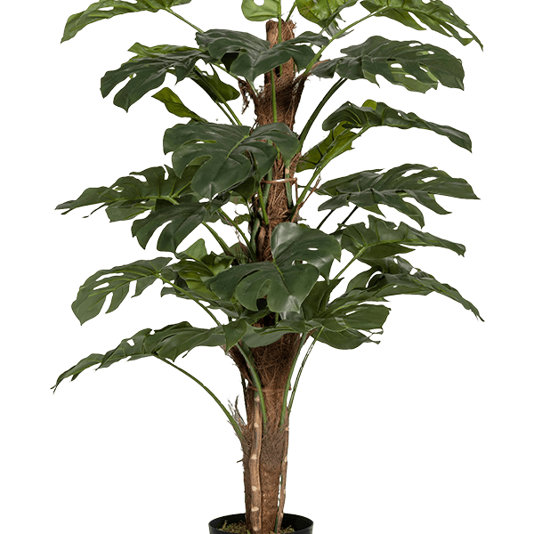 Monstera pertusum