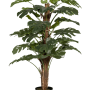 Monstera pertusum