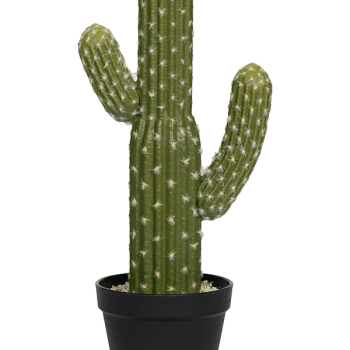 Cactusul Saguaro Cactusul Saguaro