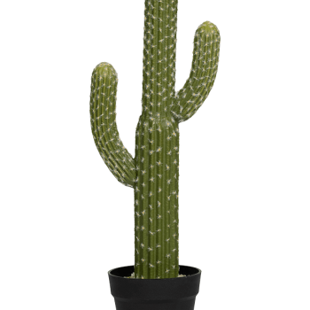 Cactusul Saguaro Cactusul Saguaro