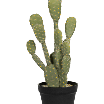 Cactusul Opuntia Cactusul Opuntia