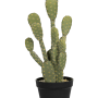 Cactusul Opuntia
