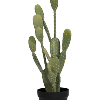 Cactusul Opuntia Cactusul Opuntia