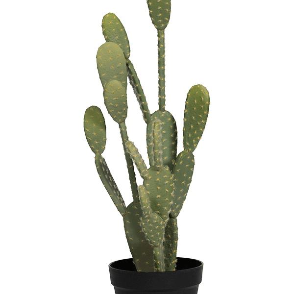 Cactusul Opuntia