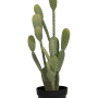 Cactusul Opuntia