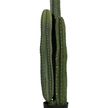 Cactusul San Pedro Cactusul San Pedro