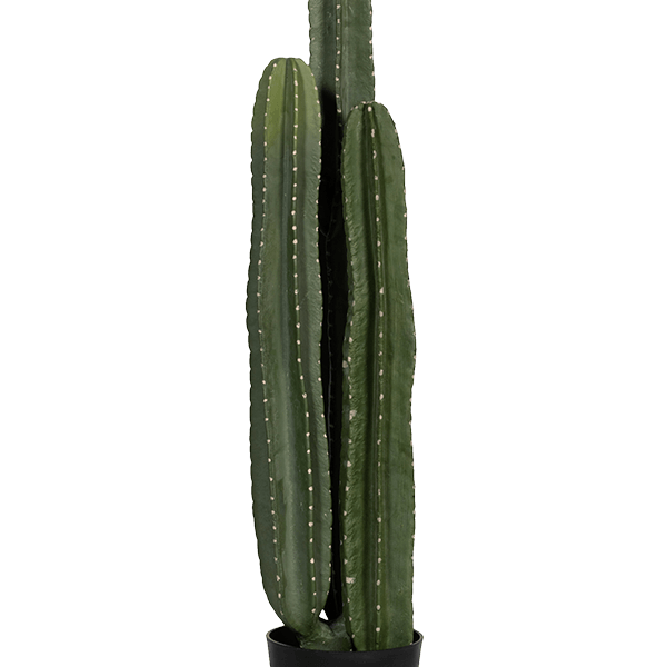 Cactusul San Pedro