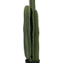 Cactusul San Pedro