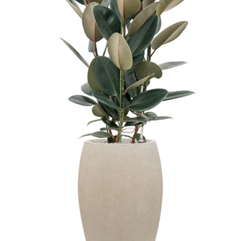 Ficus elastica „Abidjan” în ghiveci Baq Raindrop