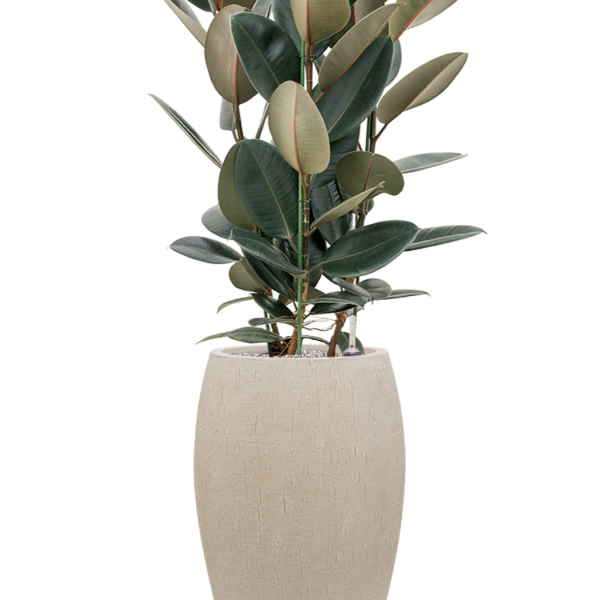 Ficus elastica „Abidjan” în ghiveci Baq Raindrop Ficus elastica „Abidjan” în ghiveci Baq Raindrop
