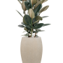 Ficus elastica „Abidjan” în ghiveci Baq Raindrop