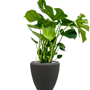 Monstera deliciosa în vasul Baq Polystone Plain