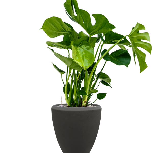 Monstera deliciosa în vasul Baq Polystone Plain