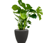 Monstera deliciosa în vasul Baq Polystone Plain
