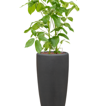 Schefflera actinophylla 'Amate' în ghiveci Baq Polystone Plain