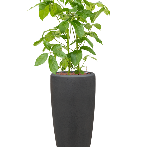 Schefflera actinophylla 'Amate' în ghiveci Baq Polystone Plain Schefflera actinophylla 'Amate' în ghiveci Baq Polystone Plain