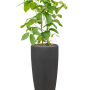 Schefflera actinophylla 'Amate' în ghiveci Baq Polystone Plain
