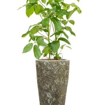Schefflera actinophylla 'Amate' în Baq Lava