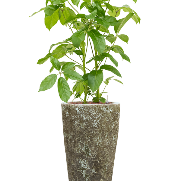 Schefflera actinophylla 'Amate' în Baq Lava