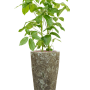 Schefflera actinophylla 'Amate' în Baq Lava