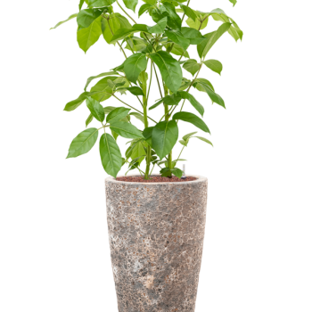 Schefflera actinophylla 'Amate' în Baq Lava
